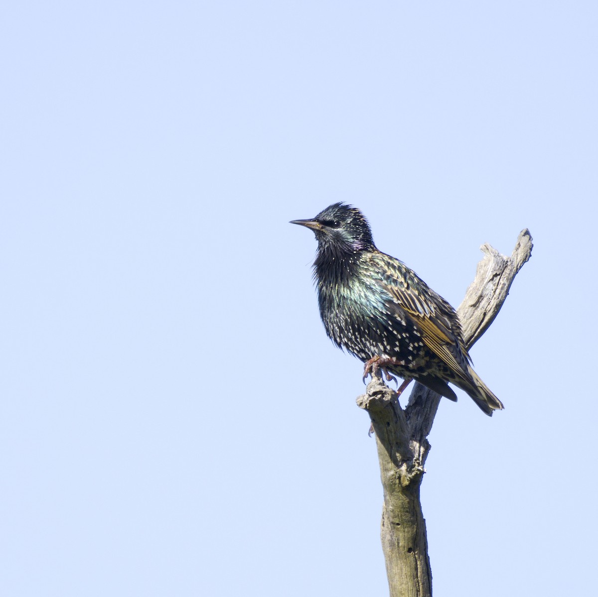 European Starling - ML620631889