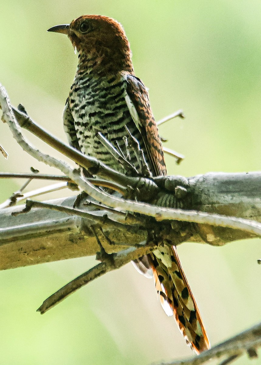 Gray-bellied Cuckoo - ML620631892