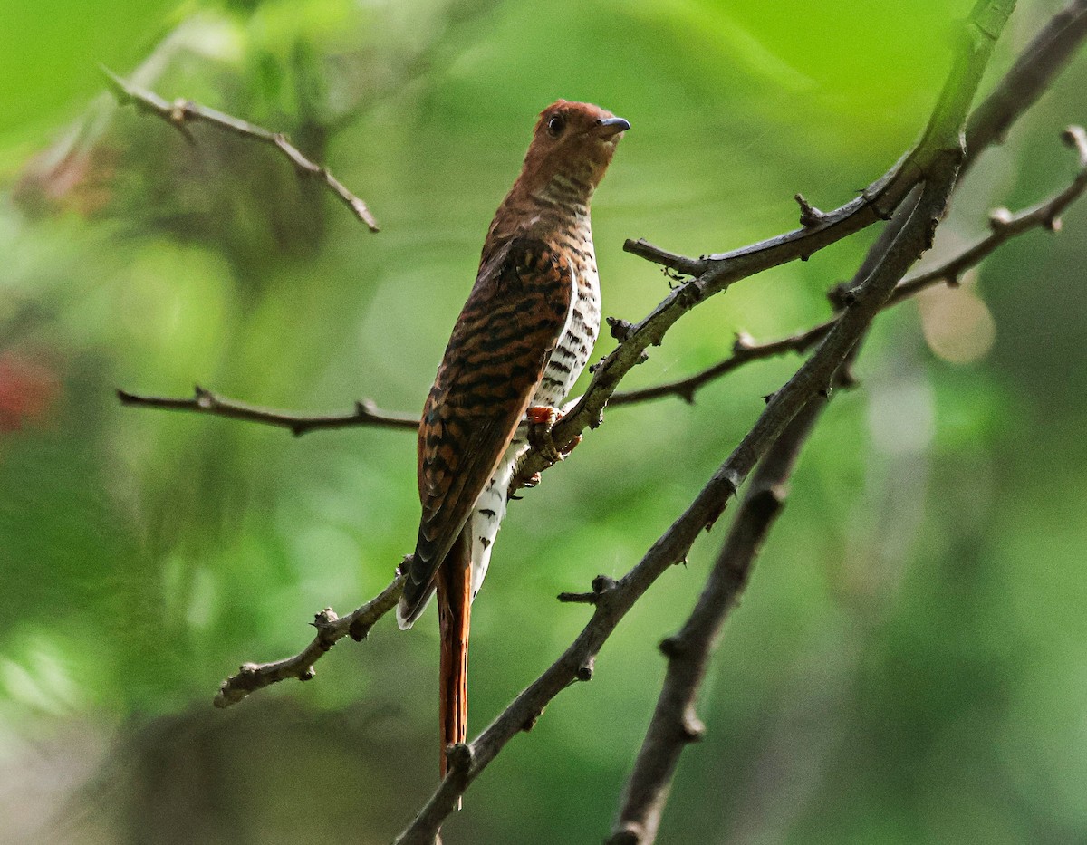 Gray-bellied Cuckoo - ML620631893