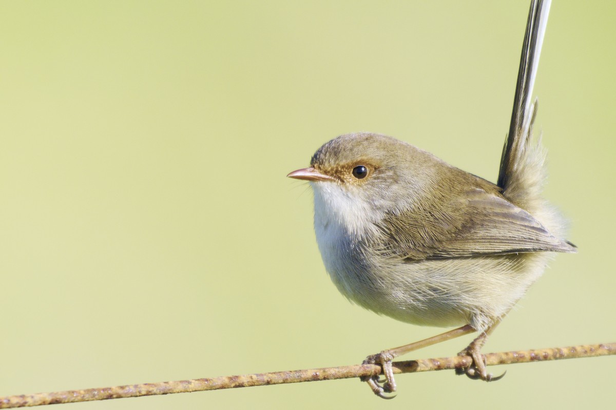 Superb Fairywren - ML620631894