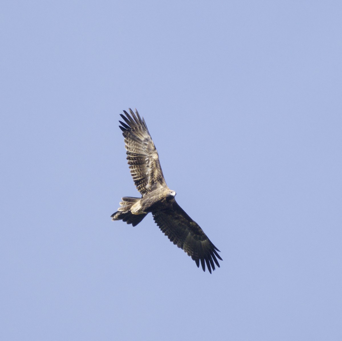 Wedge-tailed Eagle - ML620631899