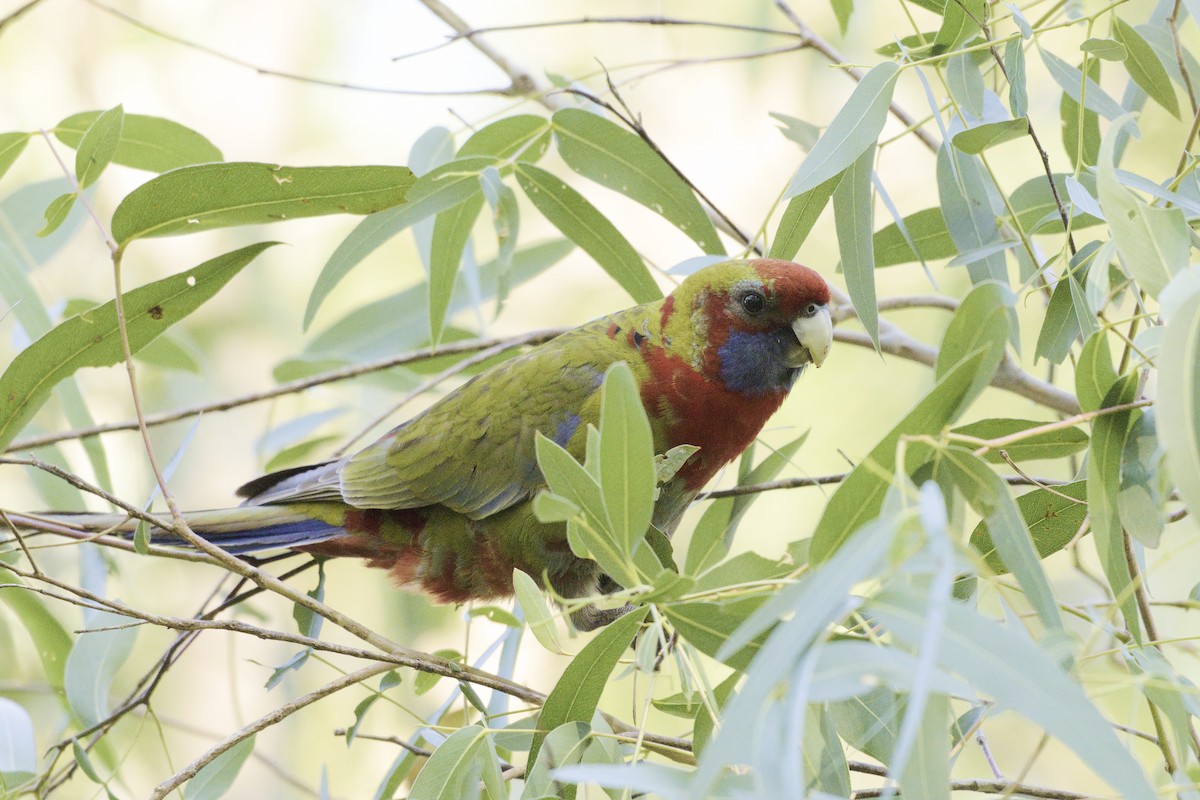 Crimson Rosella - ML620631900