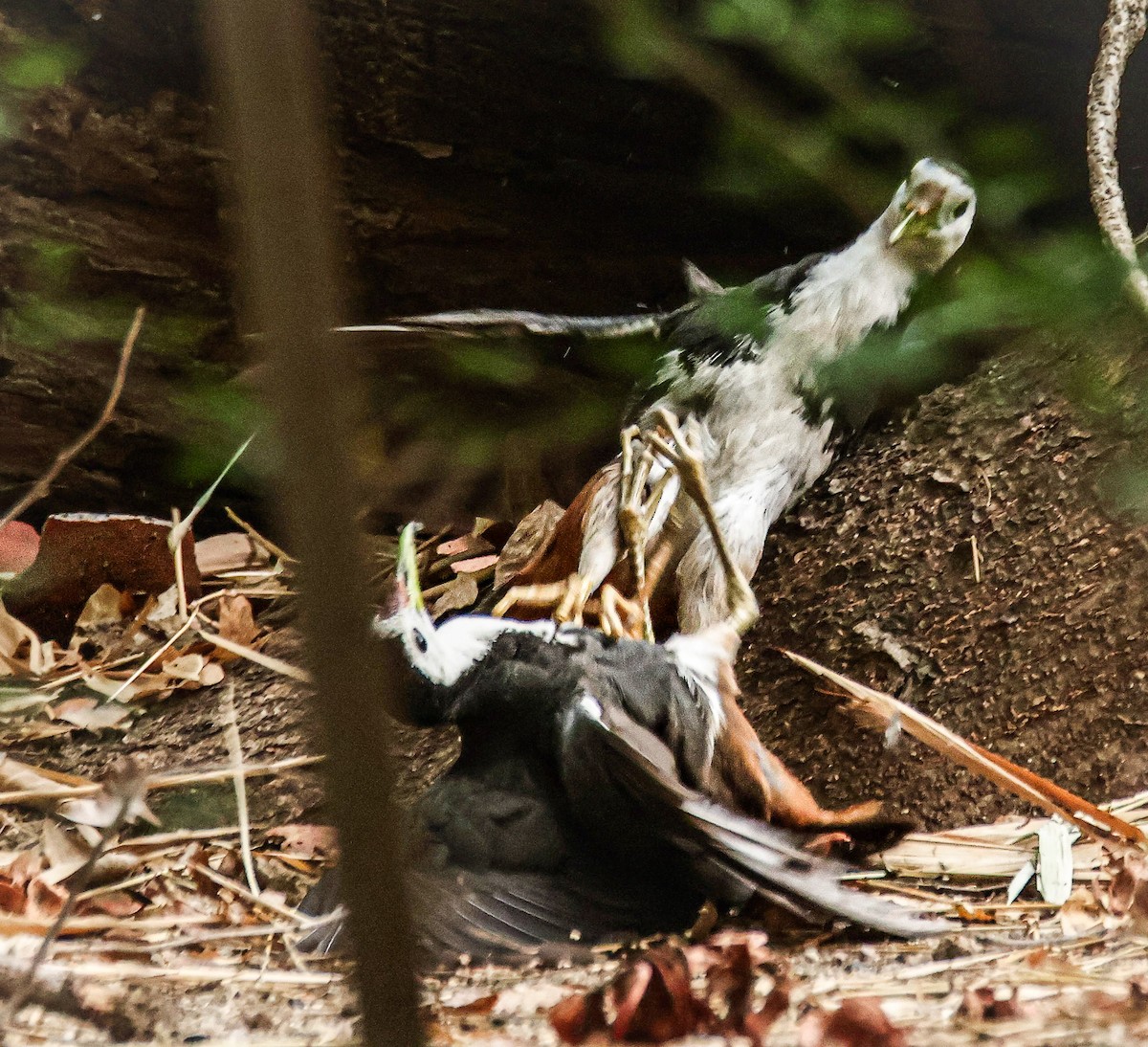 White-breasted Waterhen - ML620631901