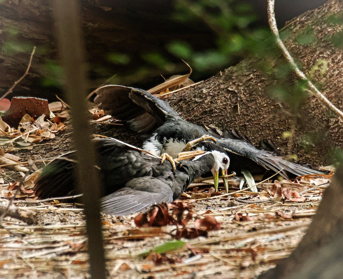 White-breasted Waterhen - ML620631903