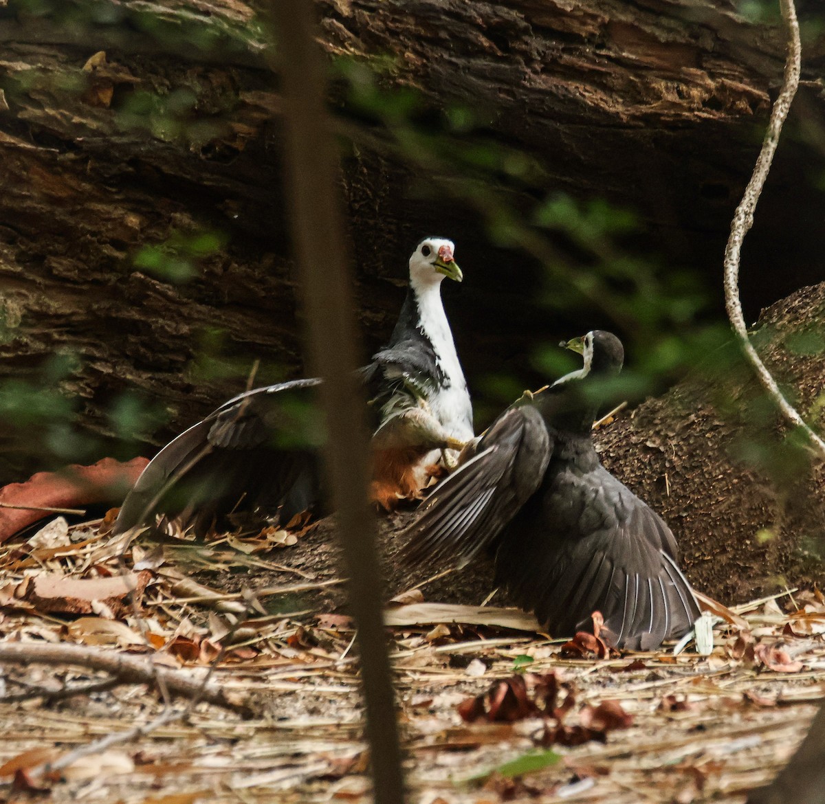 White-breasted Waterhen - ML620631907