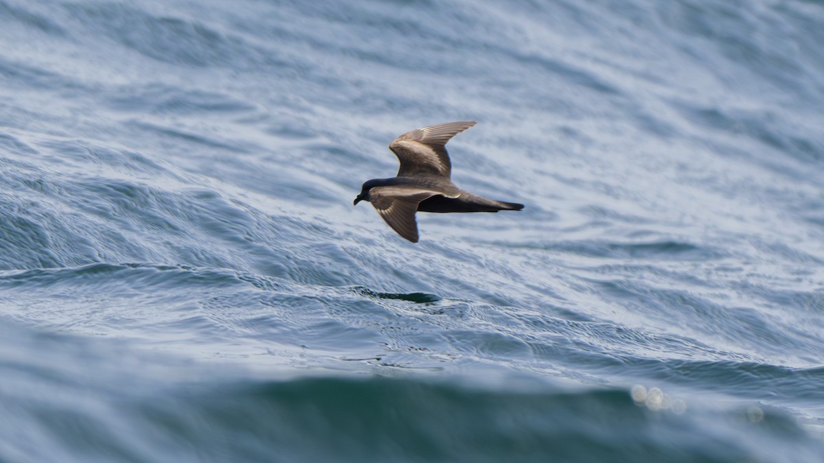 Swinhoe's Storm-Petrel - ML620631908