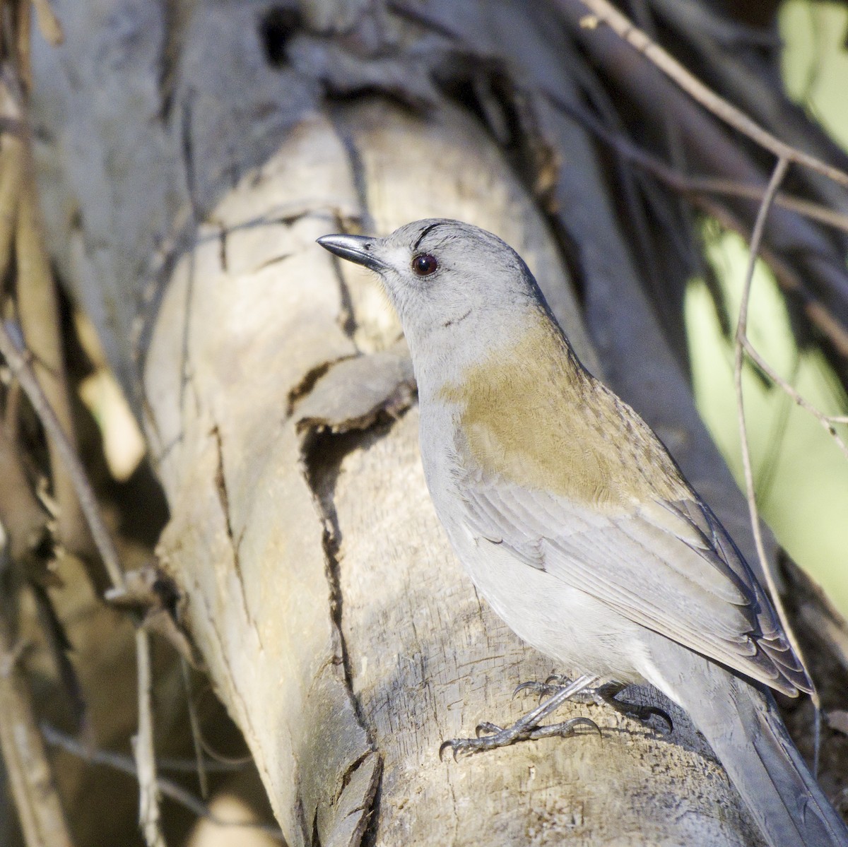 Gray Shrikethrush - ML620631910