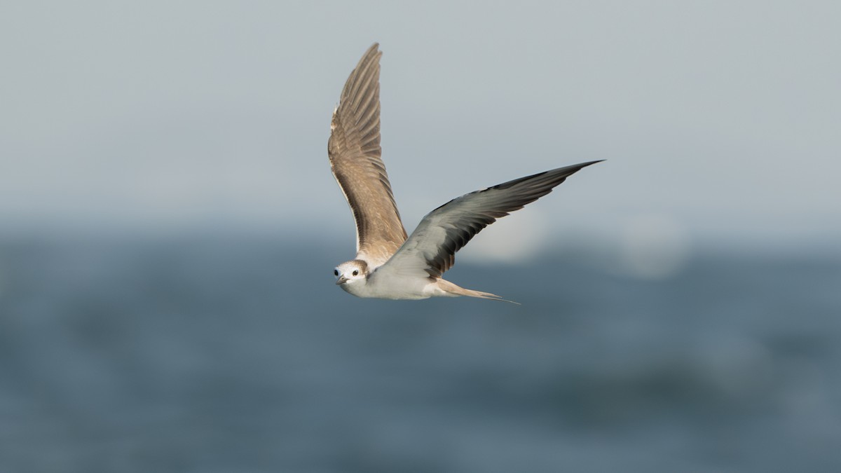 Bridled Tern - ML620631912