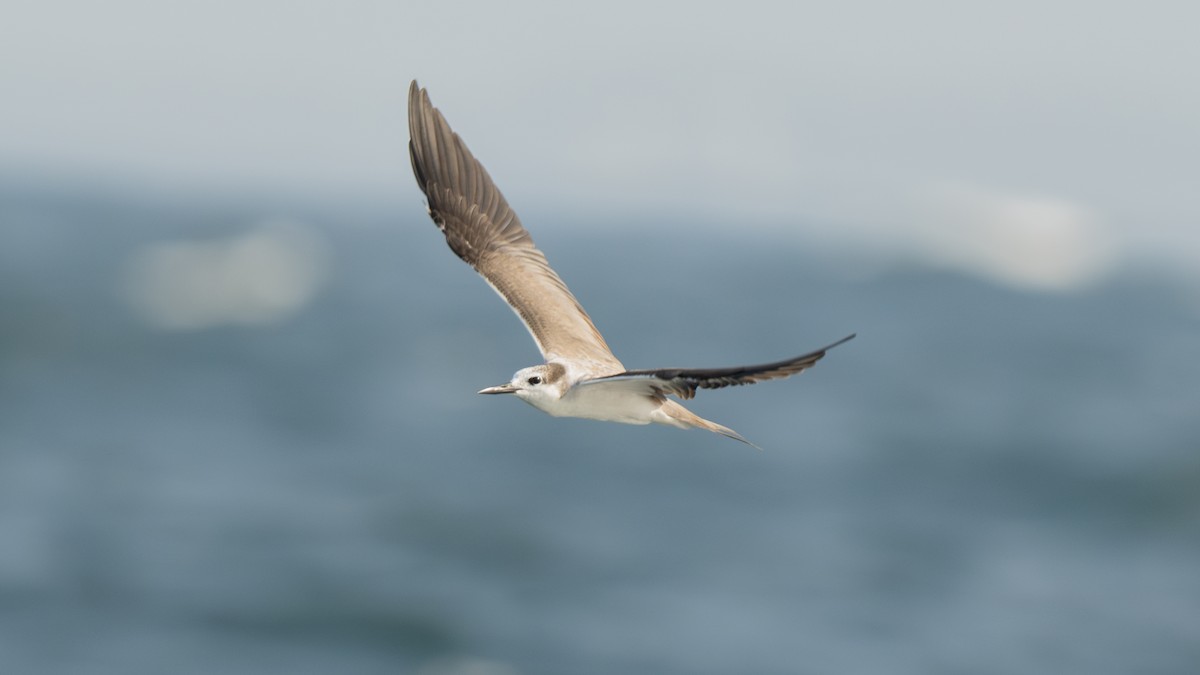 Bridled Tern - ML620631914