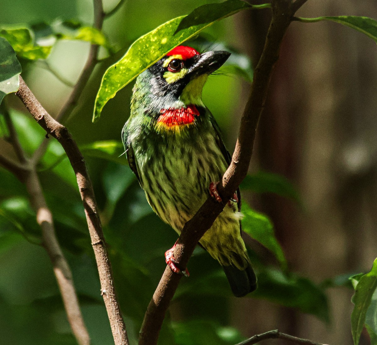 Coppersmith Barbet - ML620631921