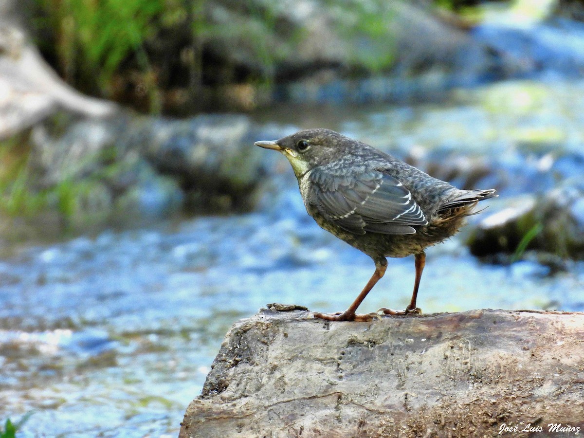 White-throated Dipper - ML620631922