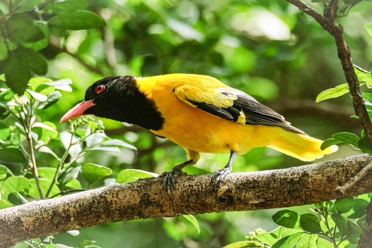 Black-hooded Oriole - ML620631923