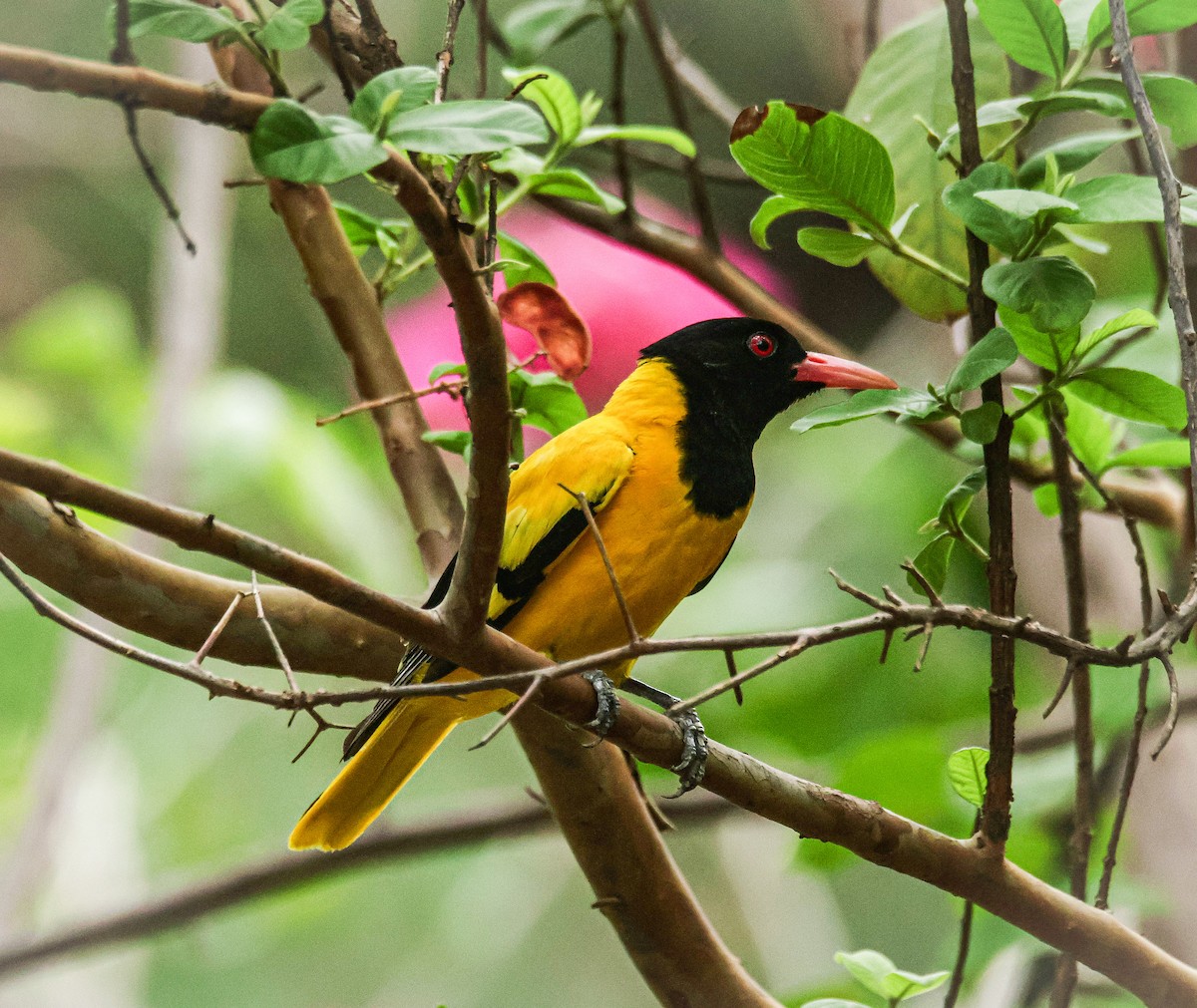 Black-hooded Oriole - ML620631924