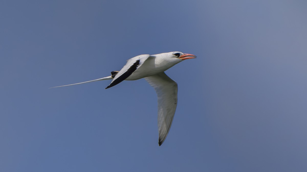 Red-billed Tropicbird - ML620631925