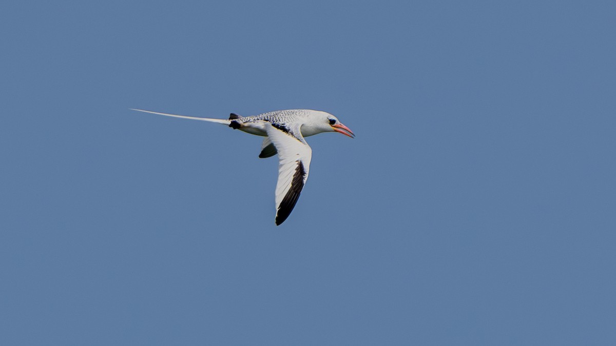 Red-billed Tropicbird - ML620631929