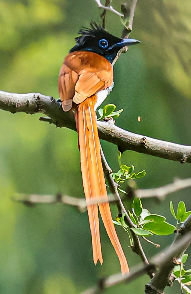 Indian Paradise-Flycatcher - ML620631932