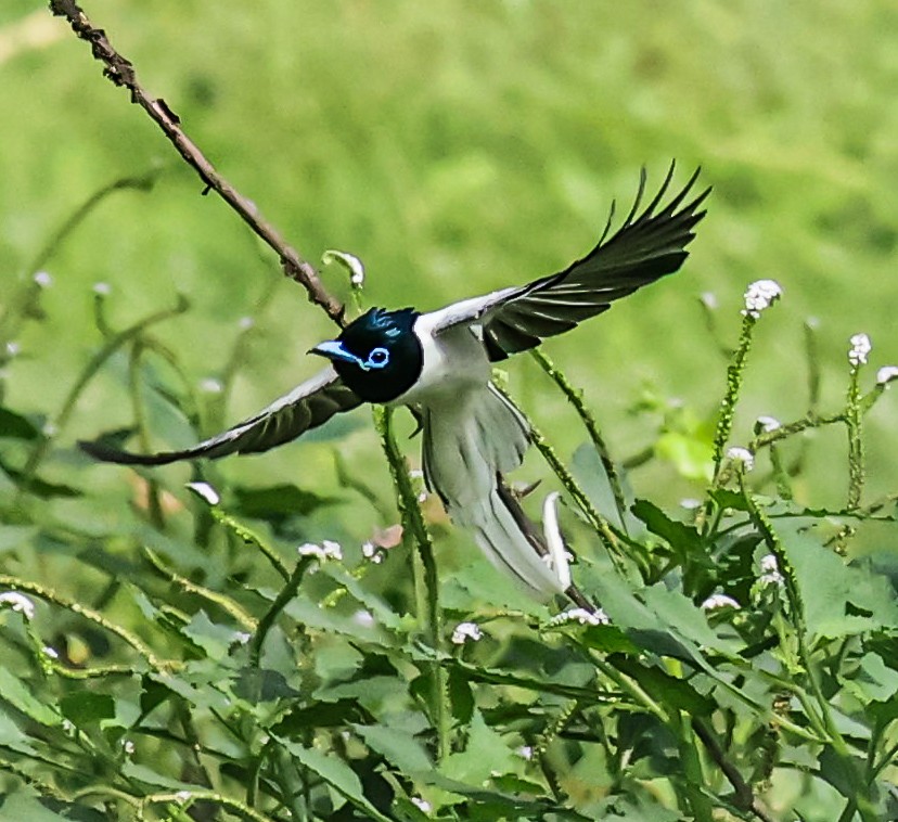 Indian Paradise-Flycatcher - ML620631933