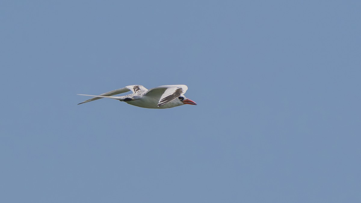 Red-billed Tropicbird - ML620631938