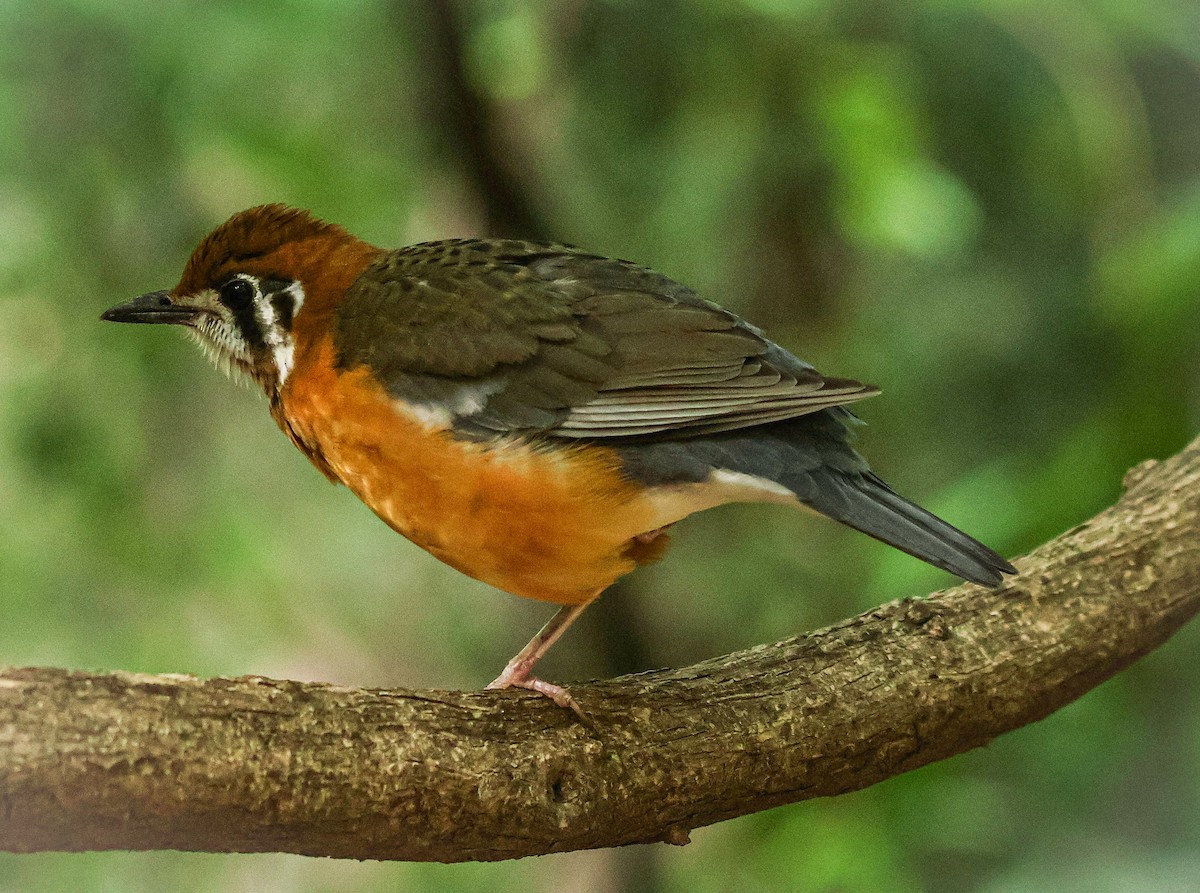 Orange-headed Thrush - ML620631940