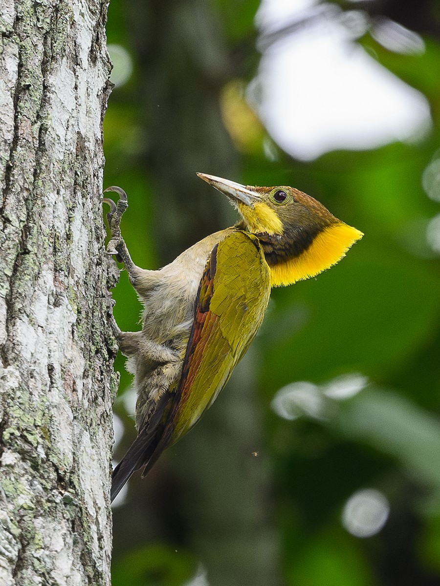 Greater Yellownape - ML620631942