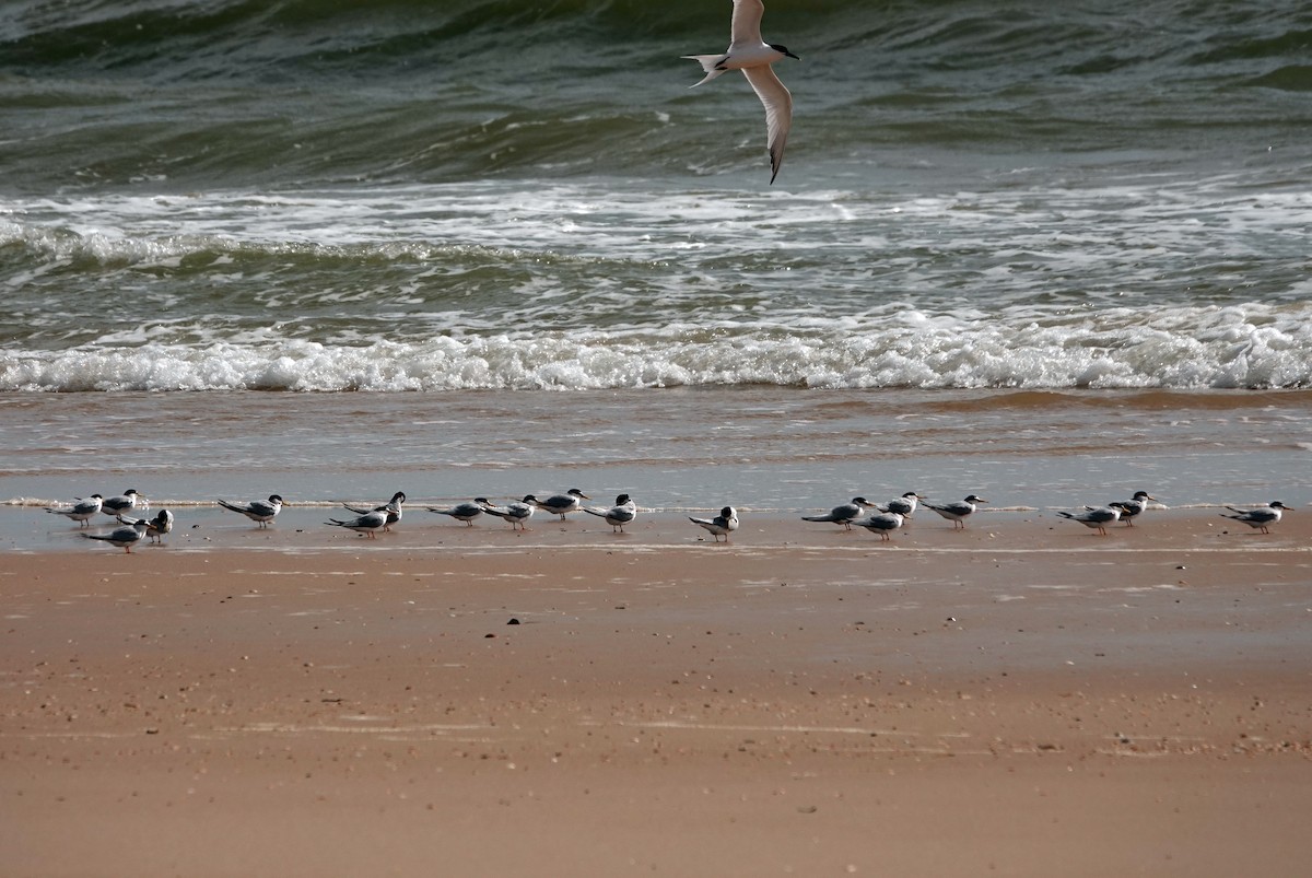 Little Tern - ML620631943