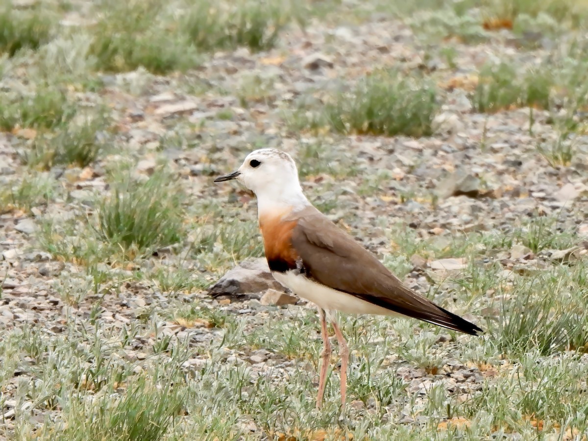 Oriental Plover - ML620631946