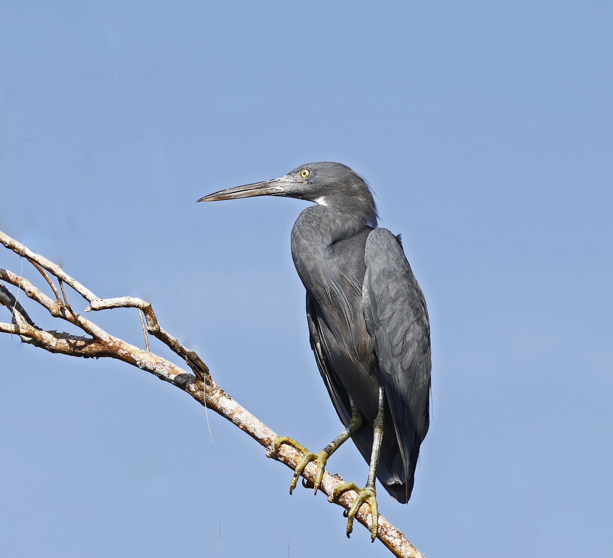 Pacific Reef-Heron - ML620631949