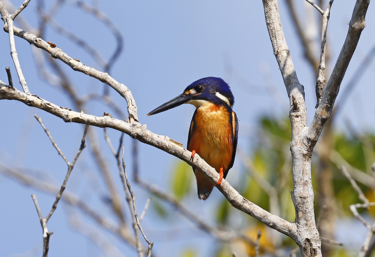 Azure Kingfisher - ML620631952