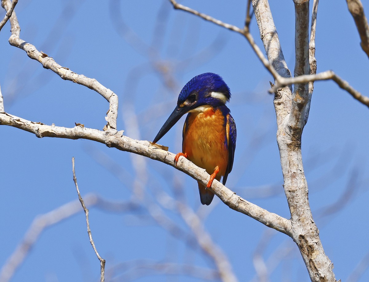 Azure Kingfisher - ML620631953