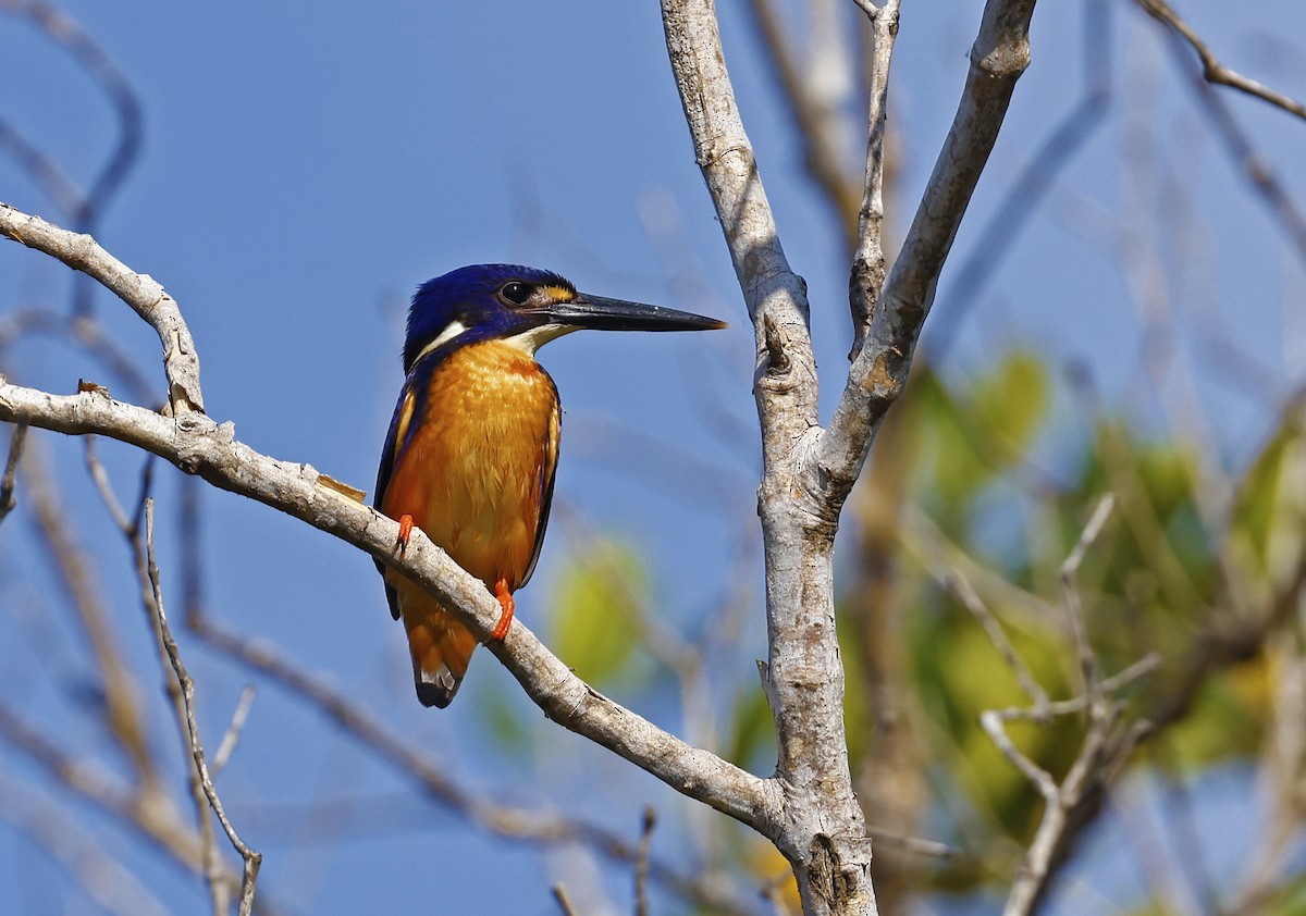 Azure Kingfisher - ML620631954