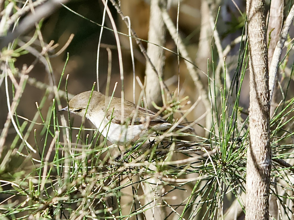 Mangrove Gerygone - ML620631955