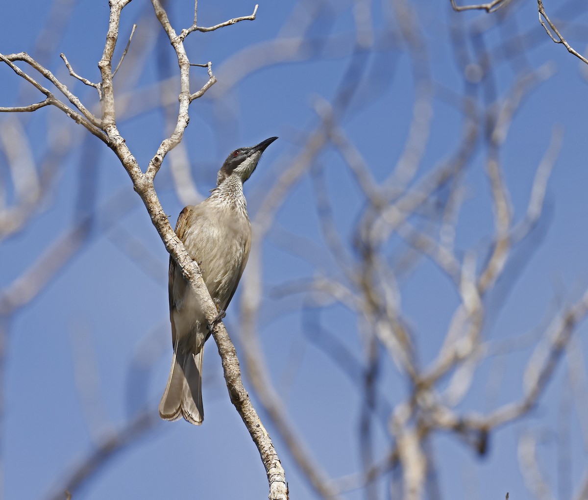 Silver-crowned Friarbird - ML620631959