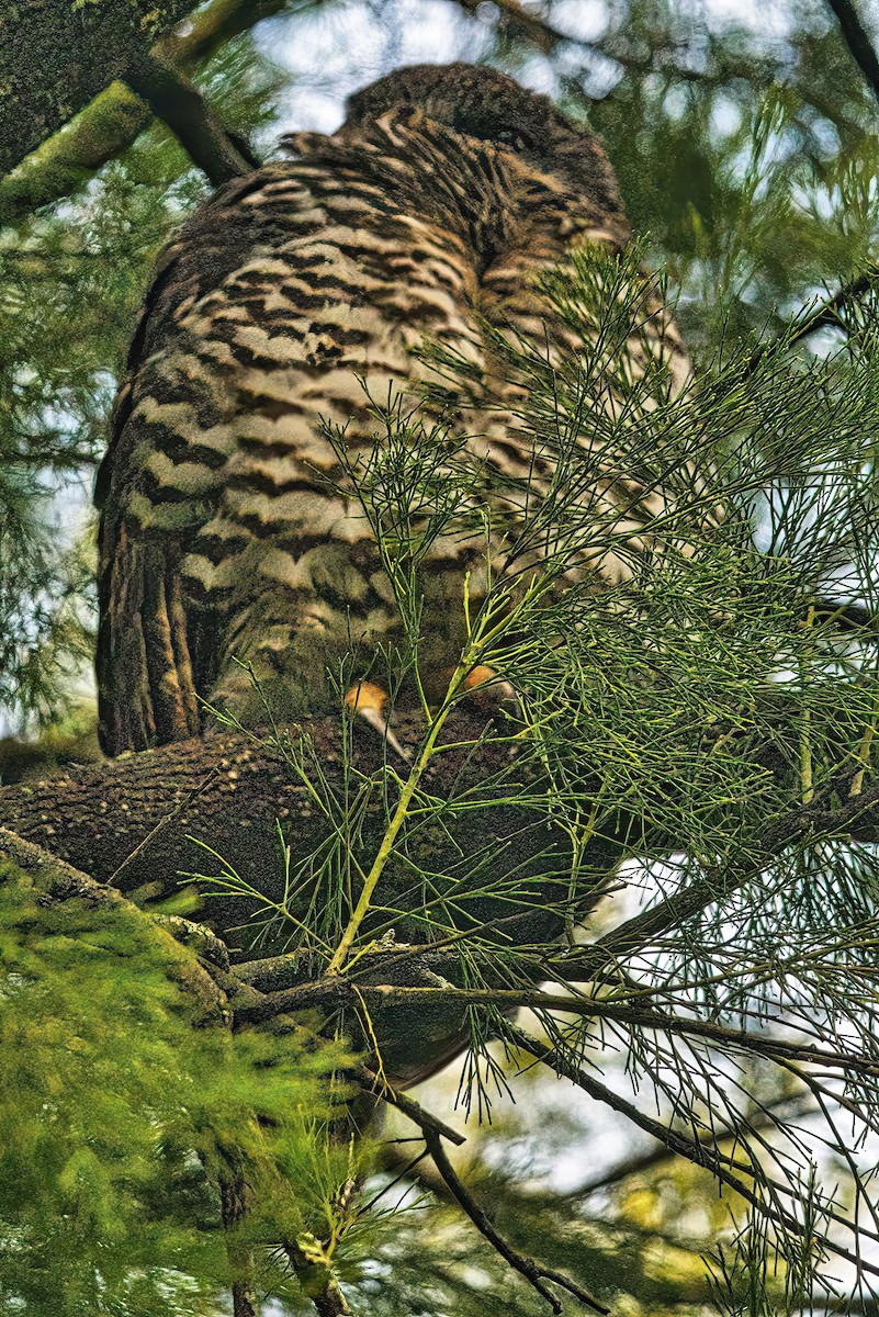 Powerful Owl - ML620631964