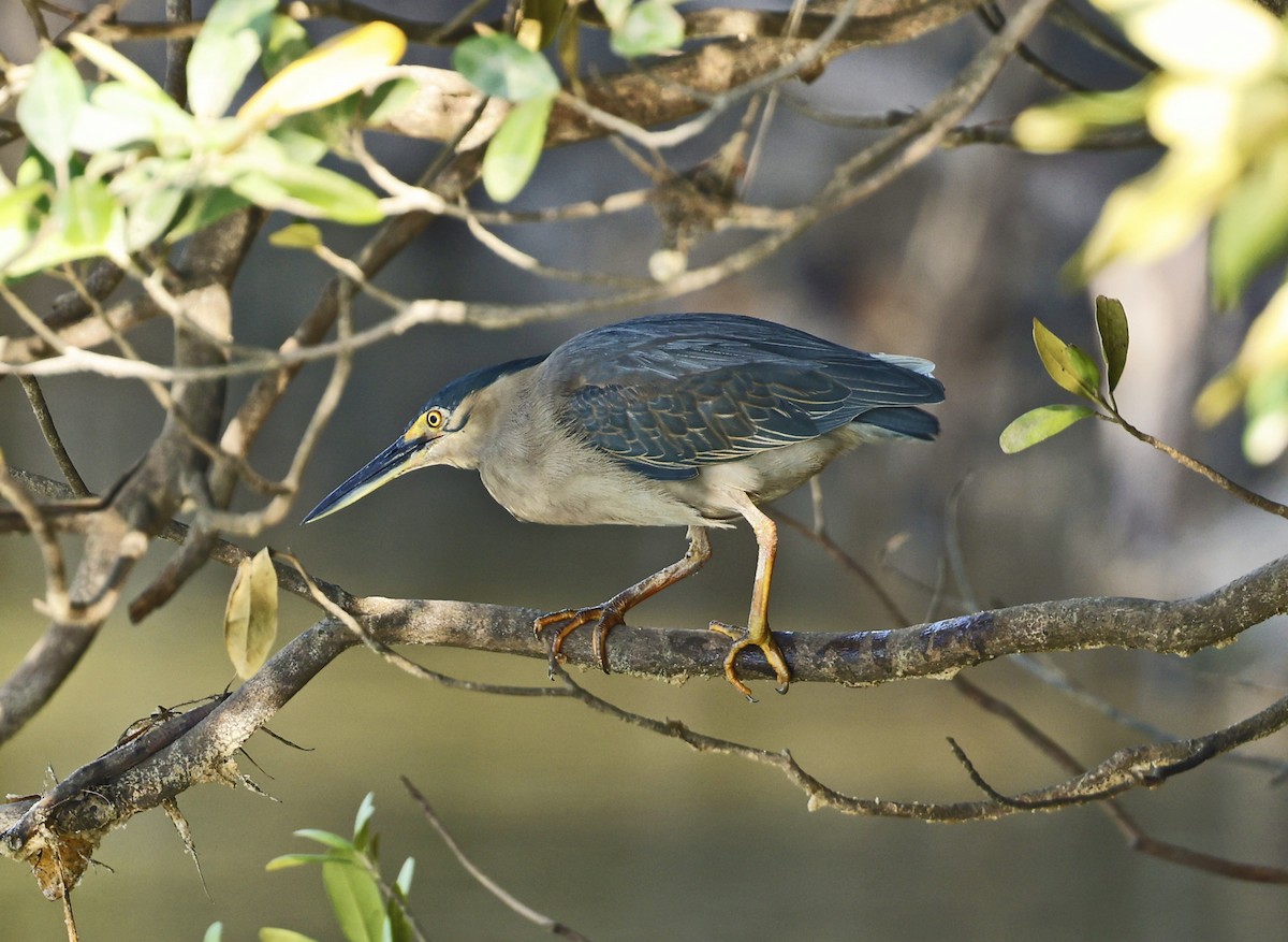 Striated Heron - ML620631965