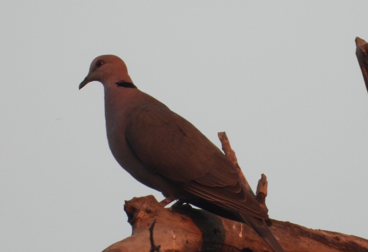 Red-eyed Dove - ML620631966