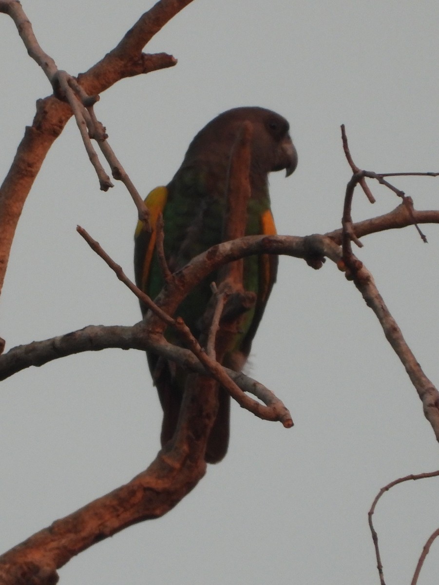 Brown-necked Parrot - ML620631967