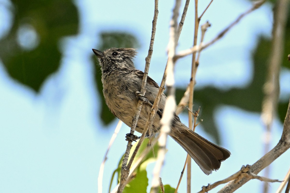 Oak Titmouse - ML620631968