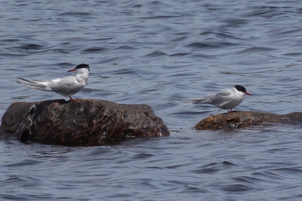 Arctic Tern - ML620631970