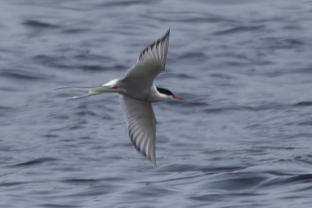 Arctic Tern - ML620631972