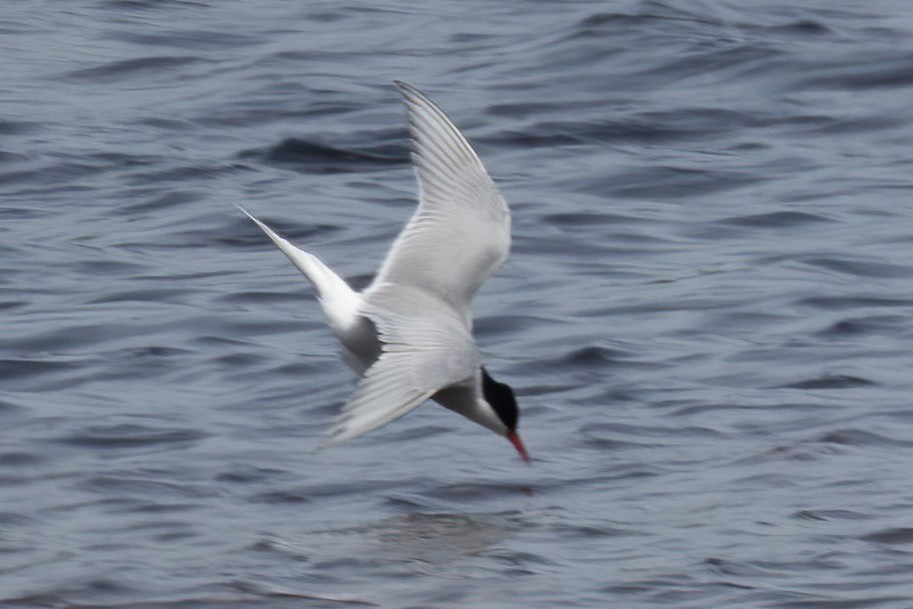 Arctic Tern - ML620631973