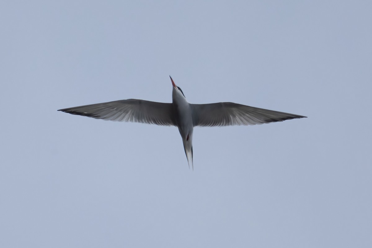 Common Tern - ML620631974