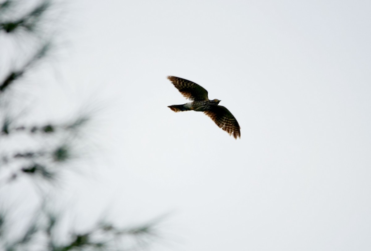 Large Hawk-Cuckoo - ML620631975