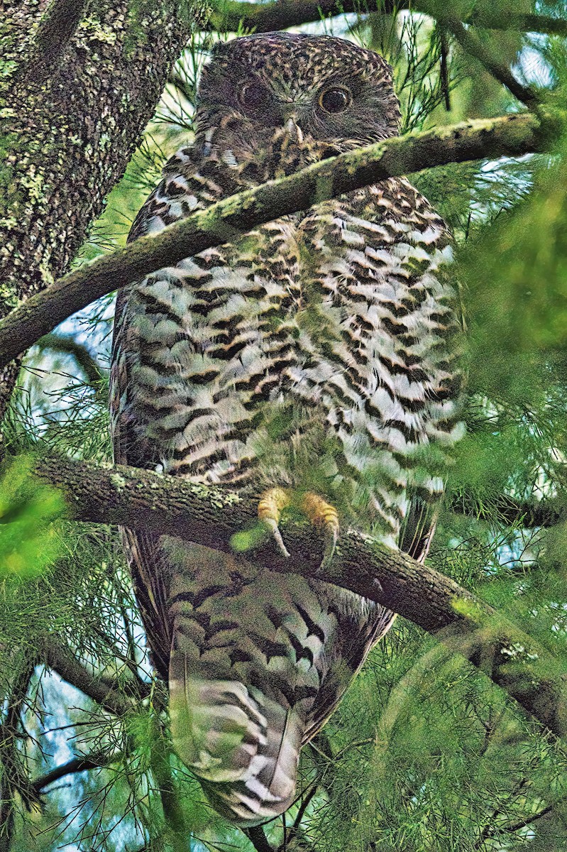 Powerful Owl - Alfons  Lawen