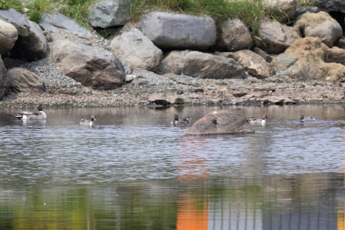 Northern Pintail - ML620631981