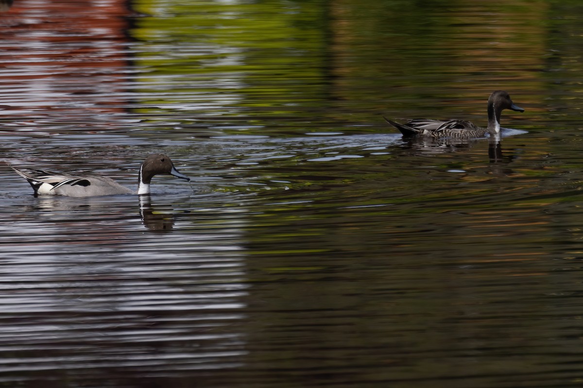 Northern Pintail - ML620631983