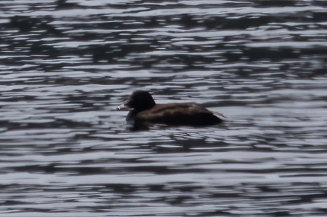 White-winged Scoter - ML620631984