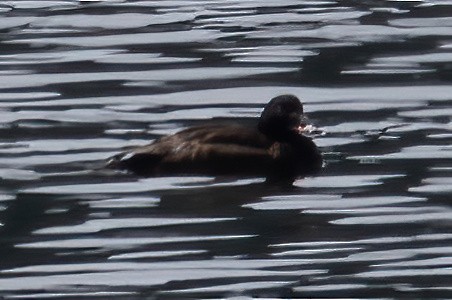 White-winged Scoter - ML620631985