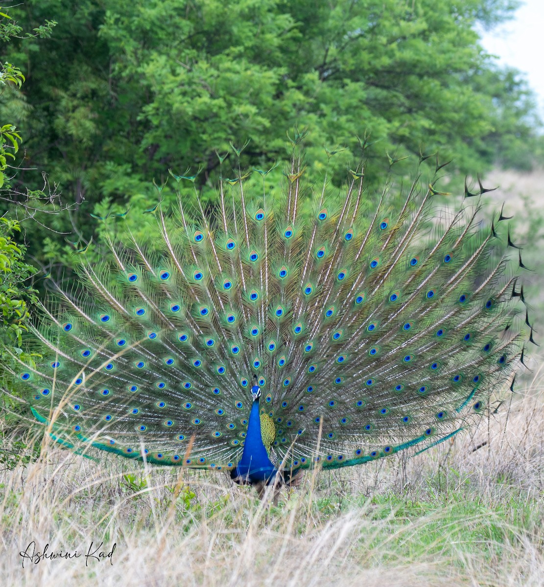 Indian Peafowl - ML620631992