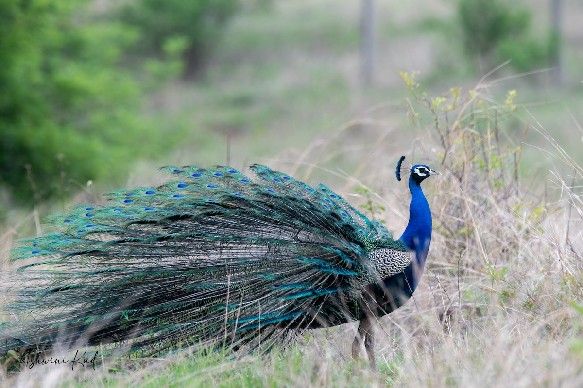 Indian Peafowl - ML620631994