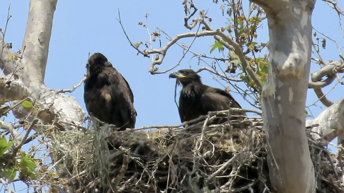 Bald Eagle - ML620631997